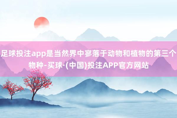 足球投注app是当然界中寥落于动物和植物的第三个物种-买球·(中国)投注APP官方网站